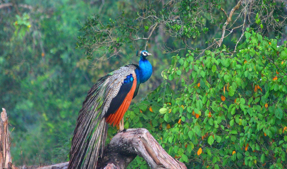 Kalametiya Bird Sanctuary
