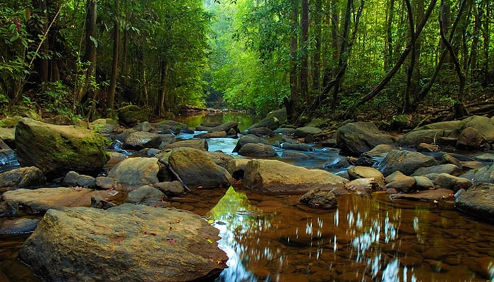 Sinharaja Rain Forest