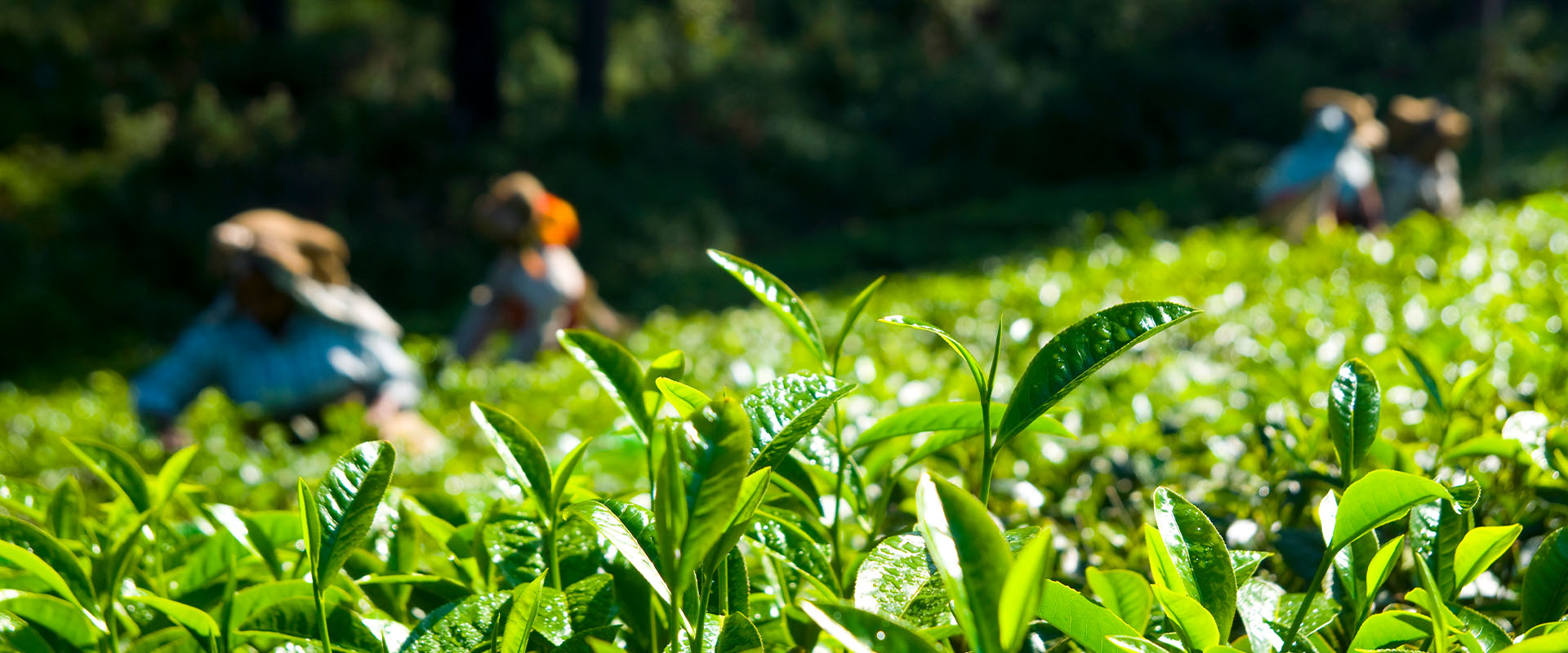 Handunugoda Tea Estate