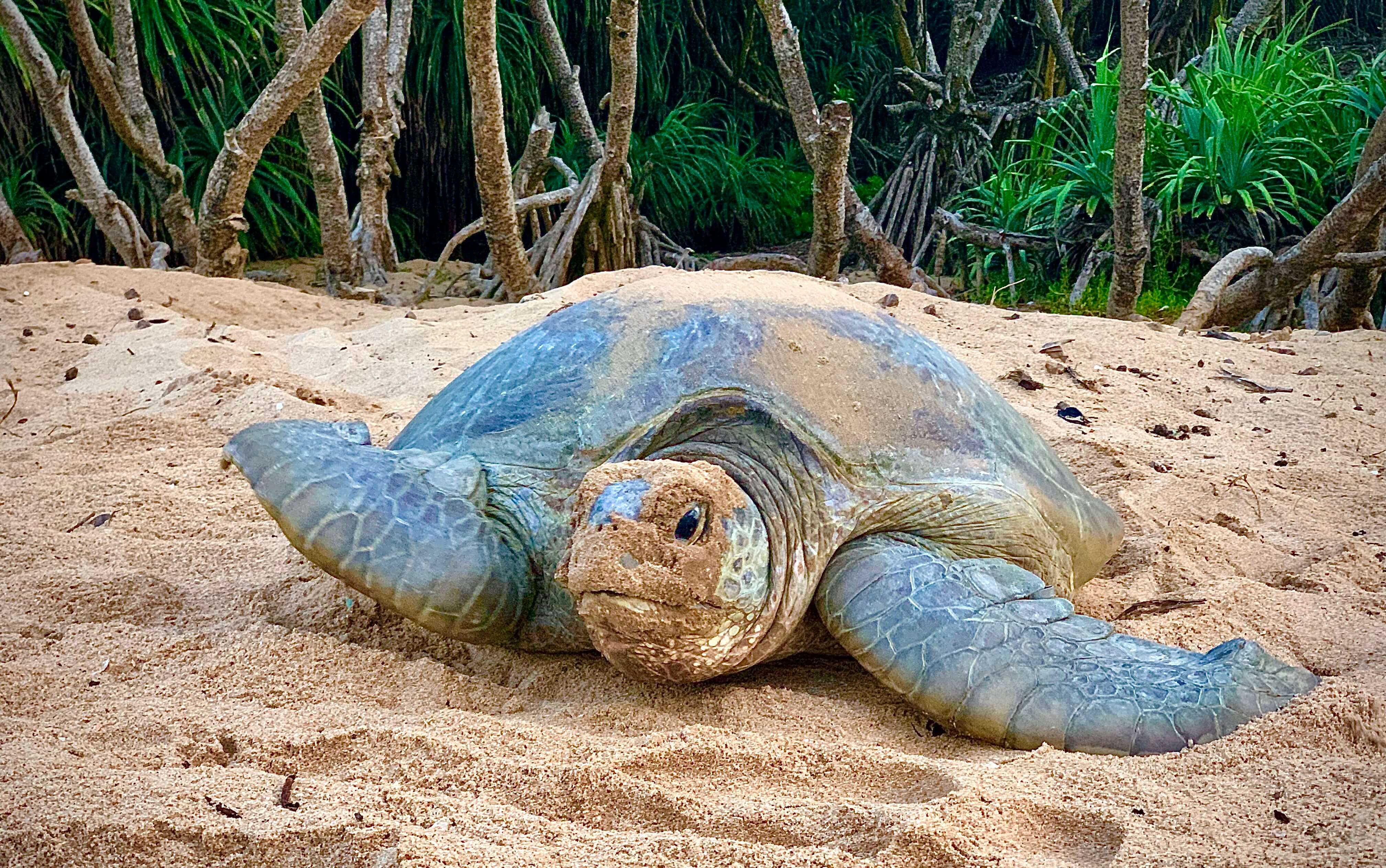 Turtle Watch Rekawa
